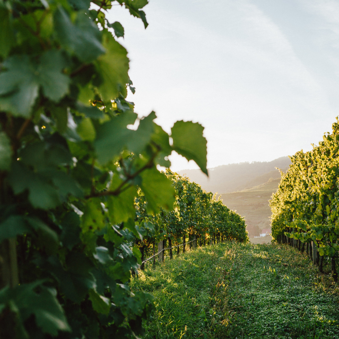 2024 Riesling Ried Singerriedel Smaragd, Wachau, Österreich