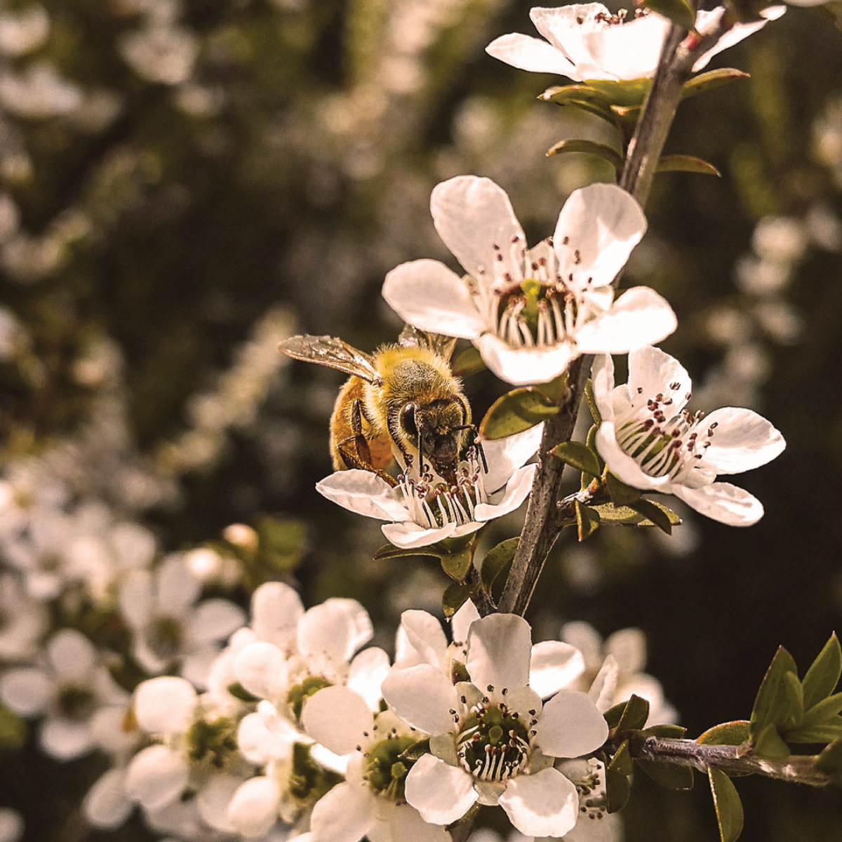 Rare Harvest Manuka Honey MGO 2100+