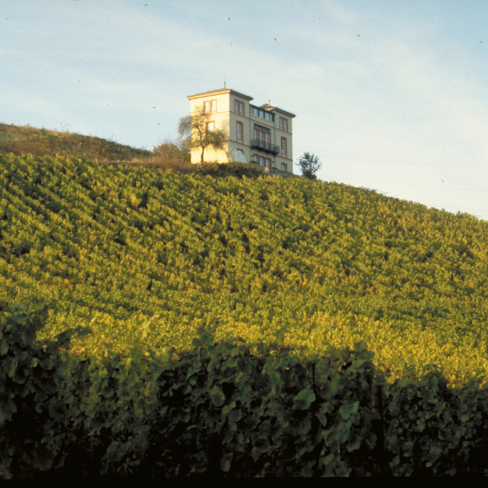 Riesling Lorch, Rheingau, Deutschland
