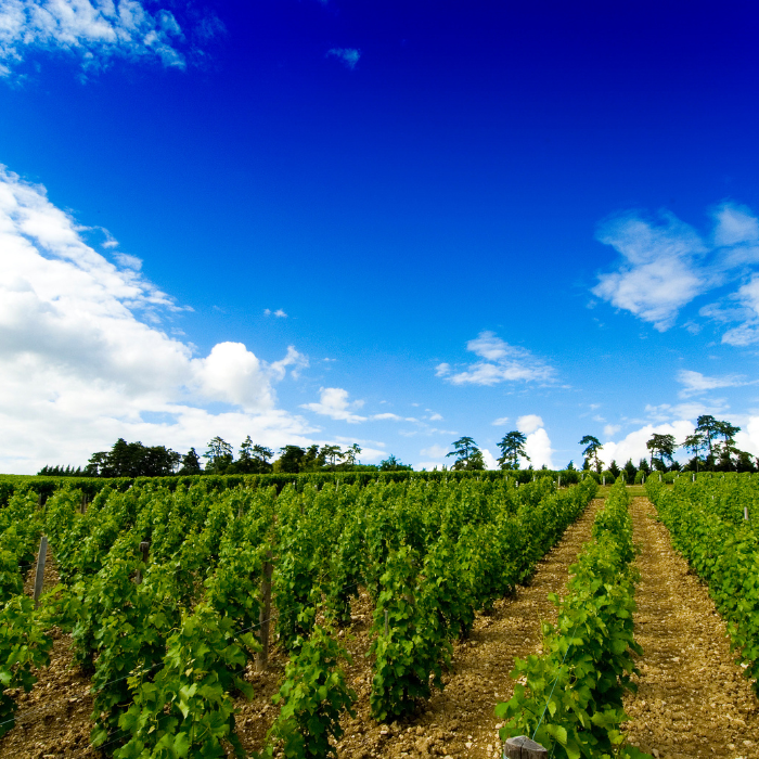 2022 Baron de L Pouilly-Fumé, Loire, Frankreich