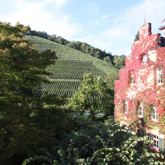 2023 Herrenberg Kabinett Riesling, Mosel, Deutschland